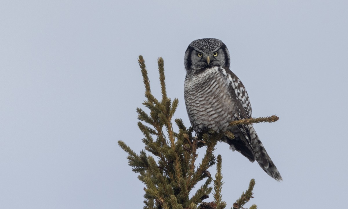 Northern Hawk Owl - ML618692485