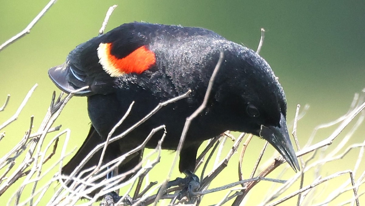 Red-winged Blackbird - ML618692493
