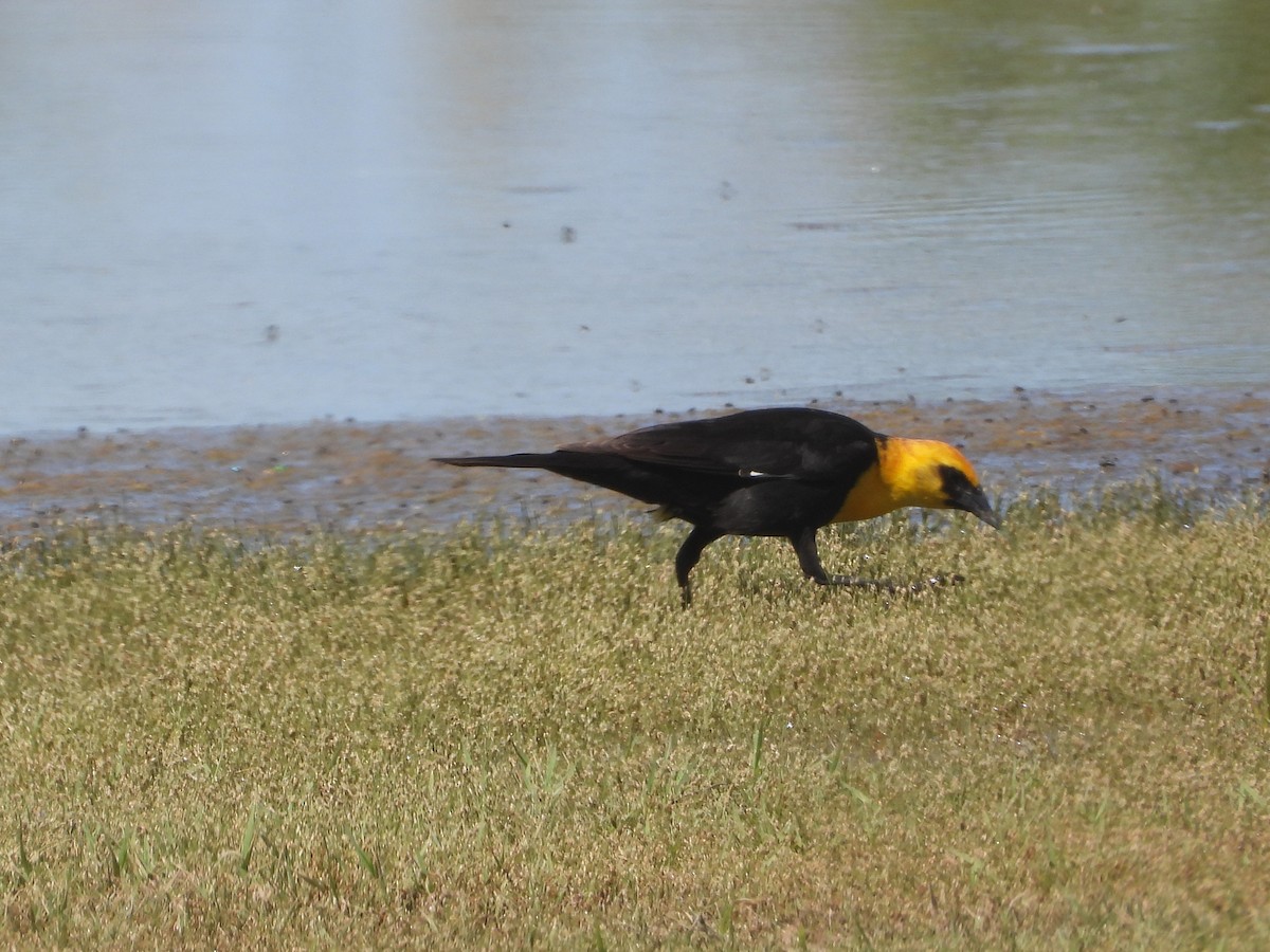Yellow-headed Blackbird - ML618692538