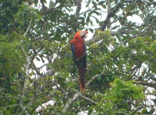 Scarlet Macaw - ML618692571