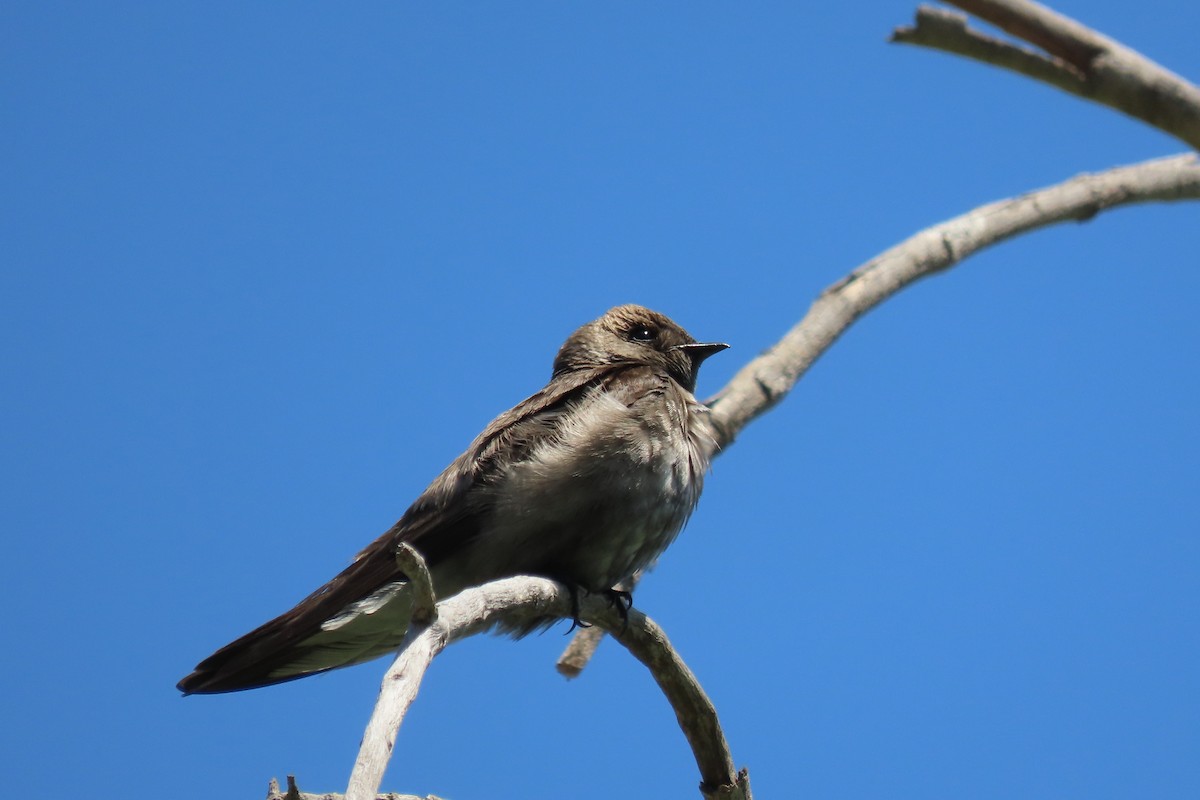 Northern Rough-winged Swallow - ML618692580