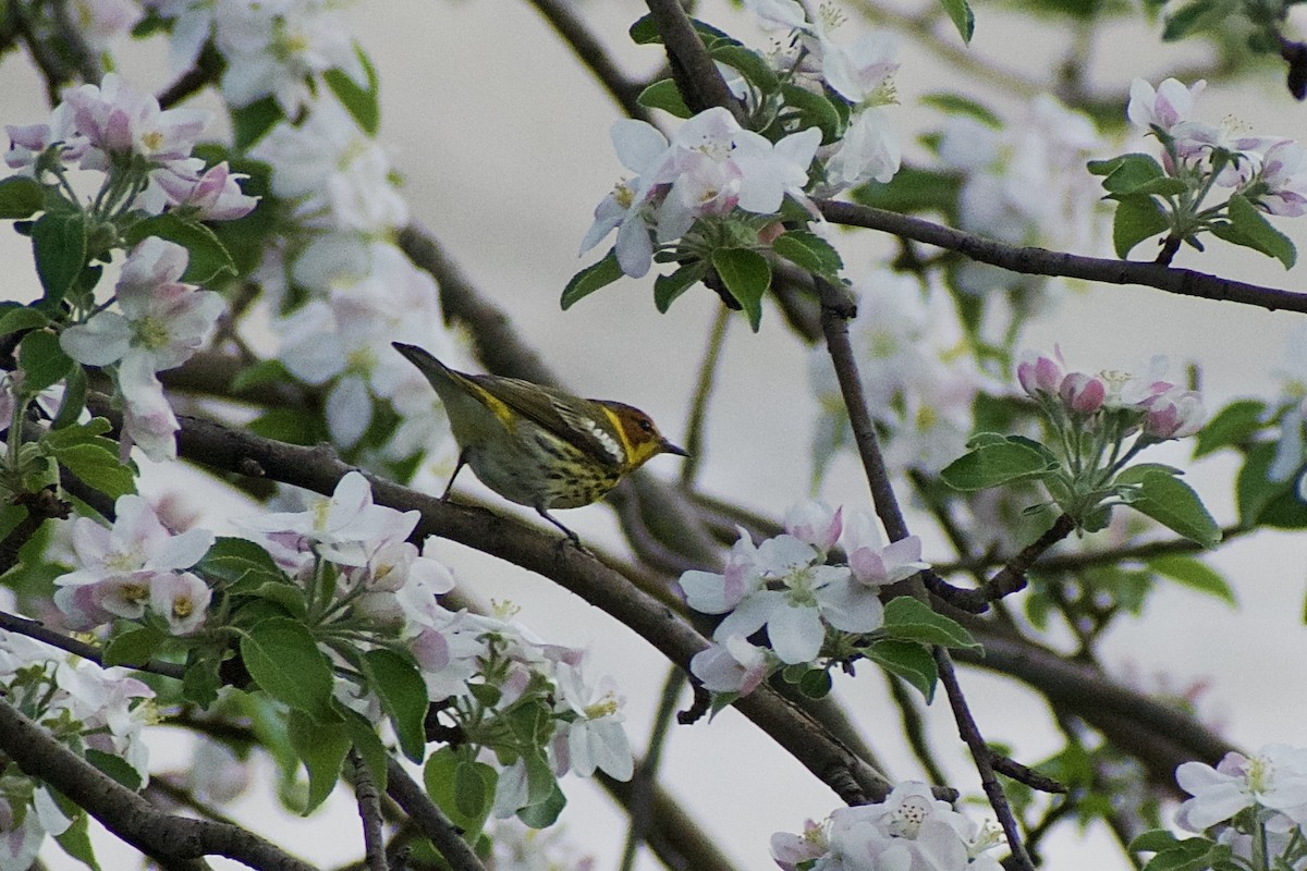 Cape May Warbler - ML618692593