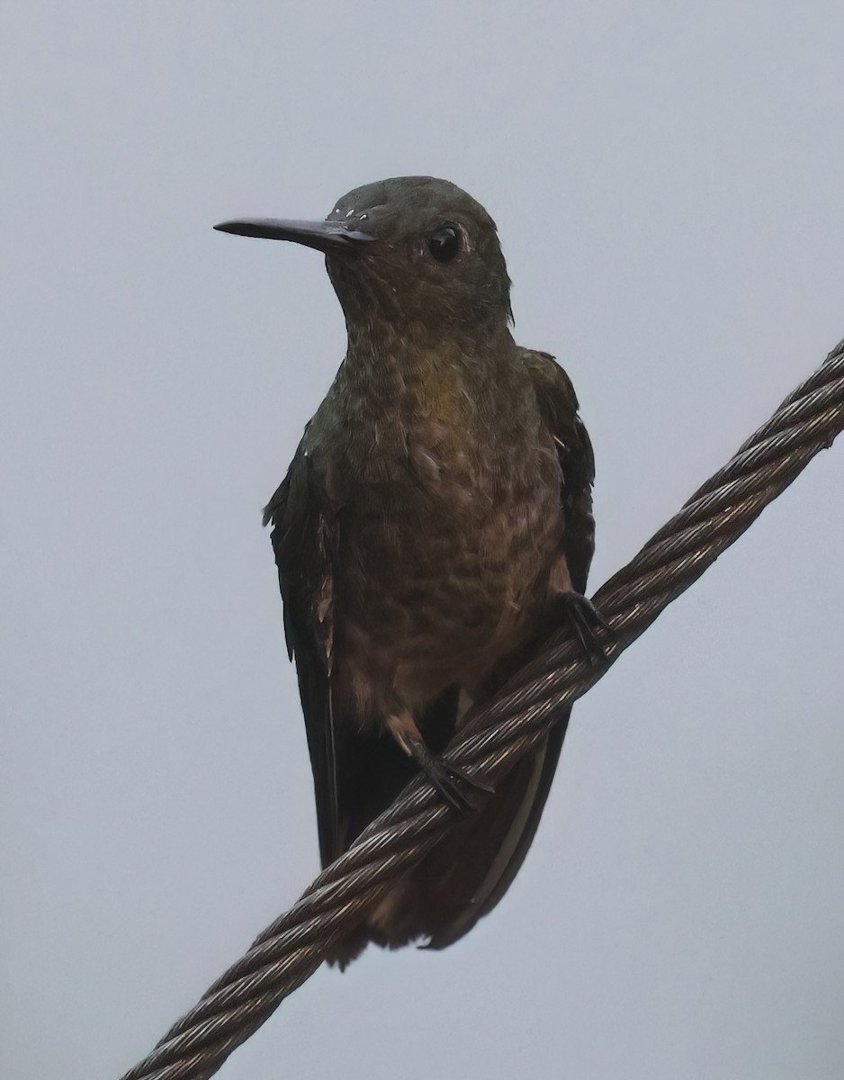 Scaly-breasted Hummingbird - ML618692596