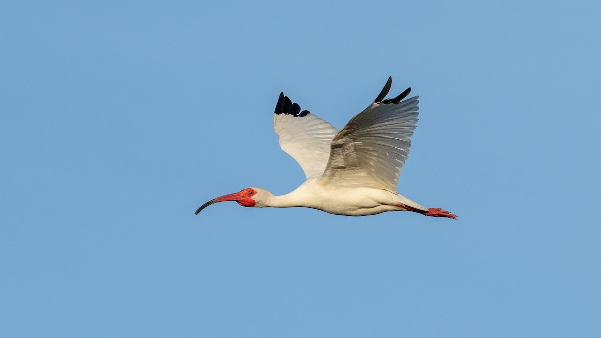 ibis bílý - ML618692599