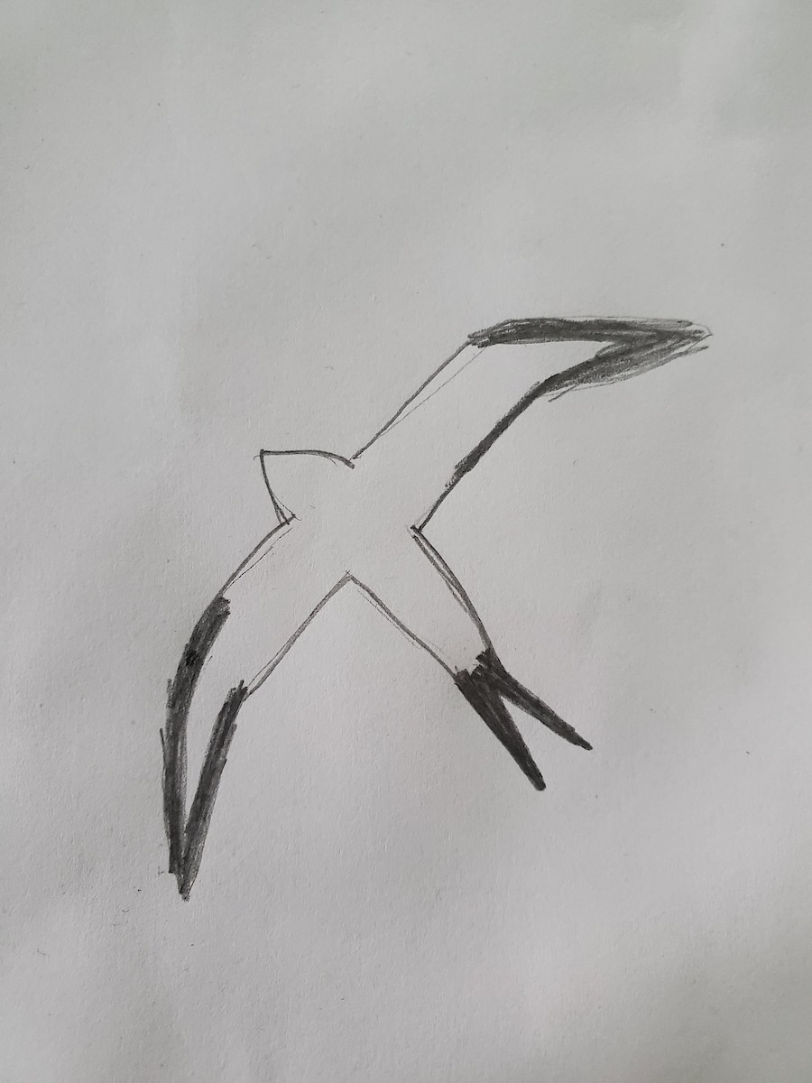 Swallow-tailed Kite - ML618692603