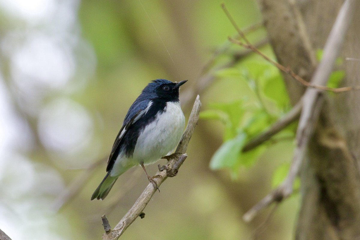 Black-throated Blue Warbler - ML618692622