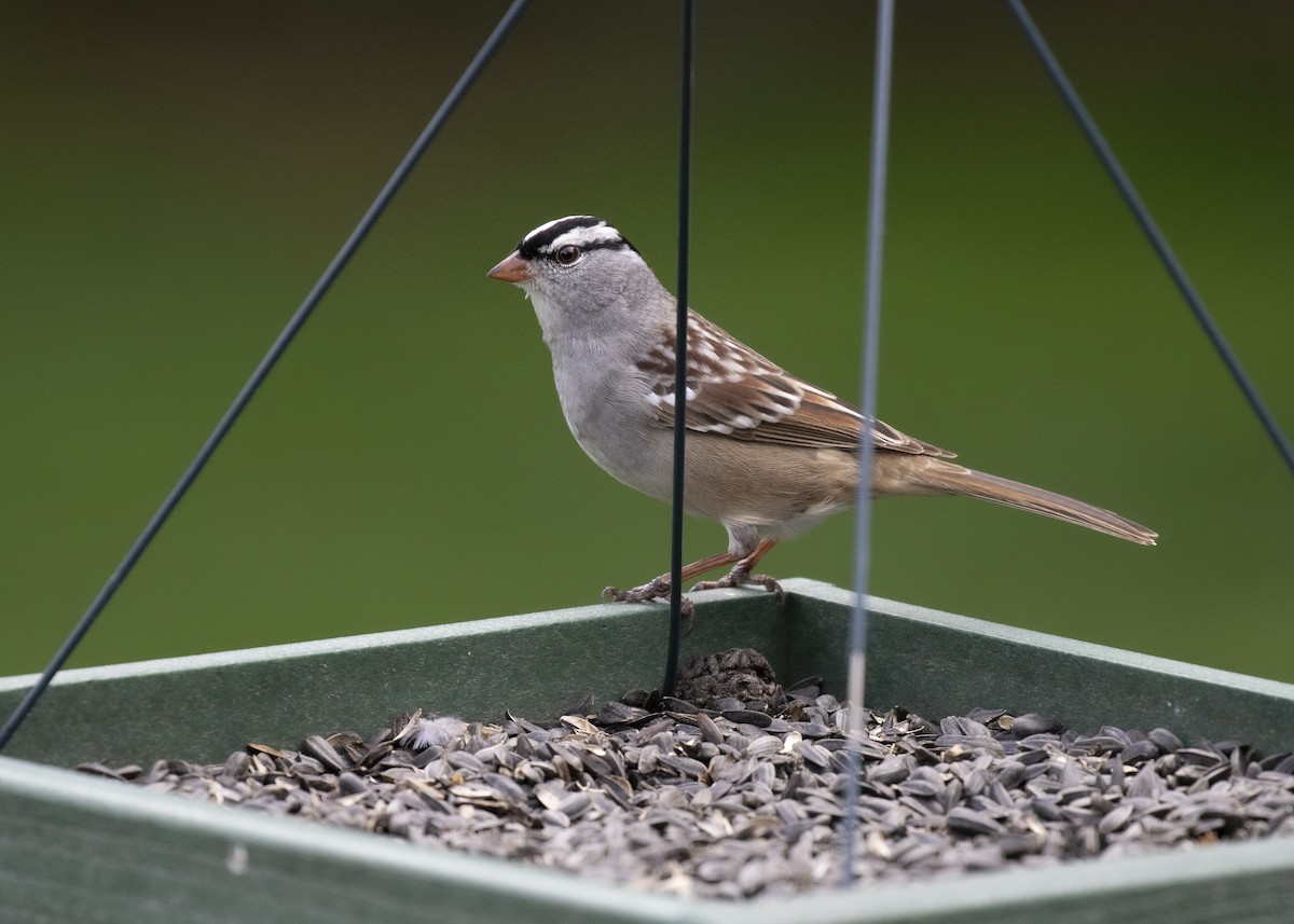 White-crowned Sparrow - ML618692641