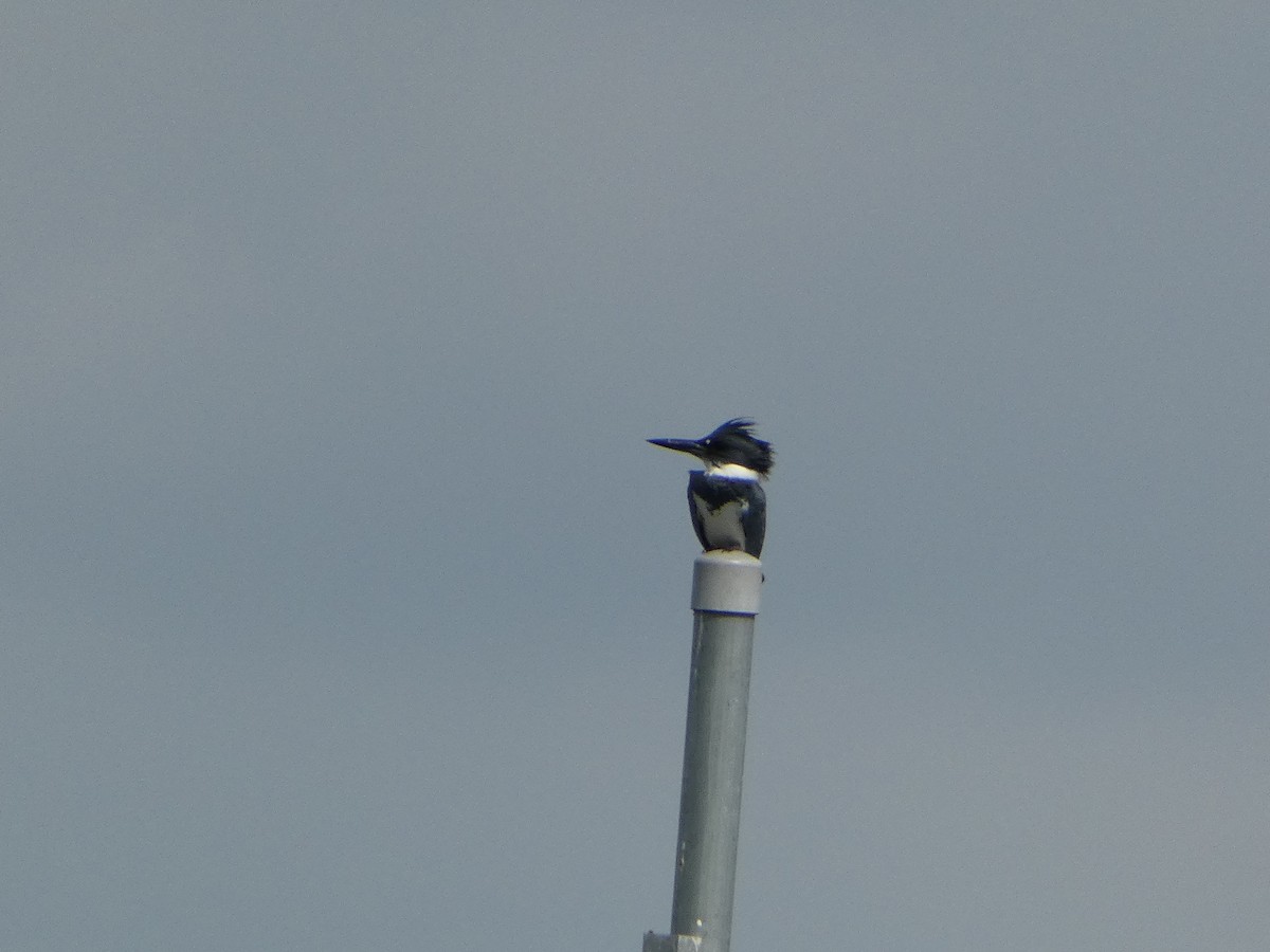 Belted Kingfisher - ML618692650