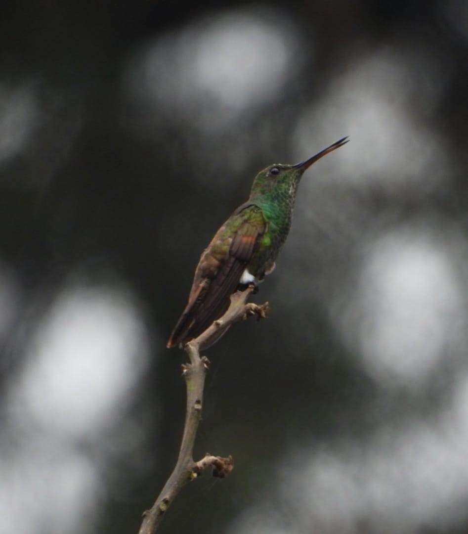 kolibřík mexický - ML618692655