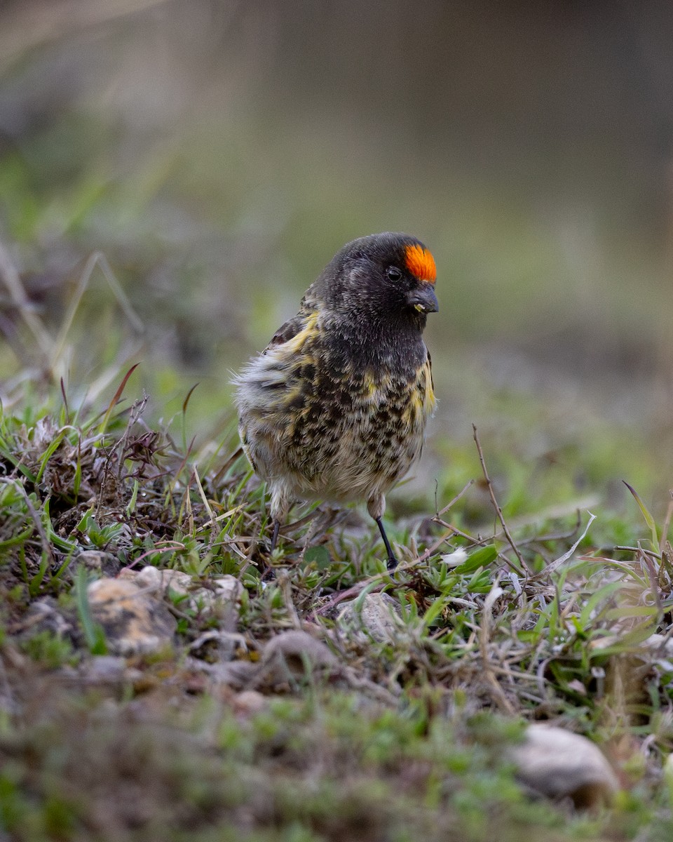 Fire-fronted Serin - ML618692675