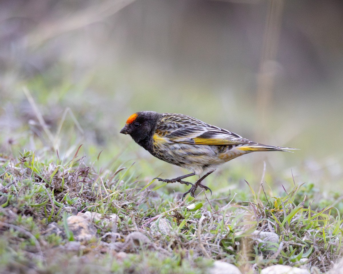 Fire-fronted Serin - ML618692681