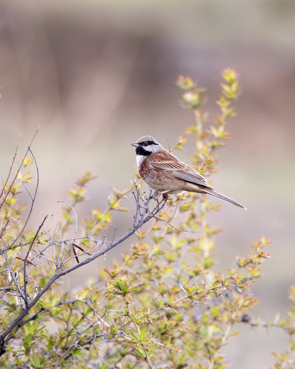White-capped Bunting - ML618692683
