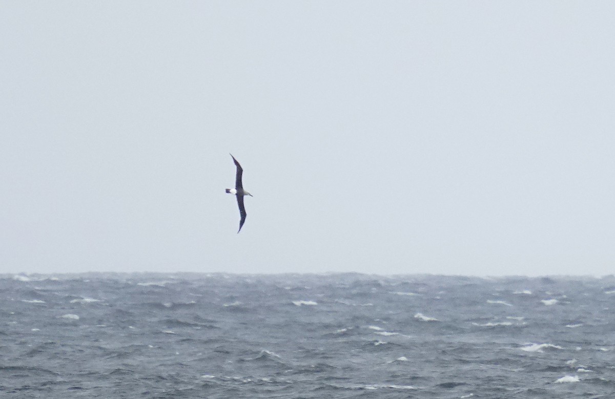 Atlantic Yellow-nosed Albatross - ML618692710