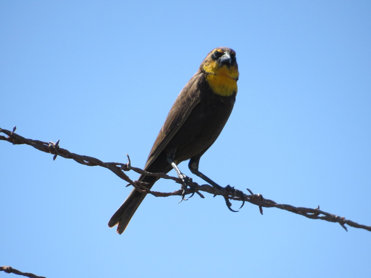 Yellow-headed Blackbird - ML618692727