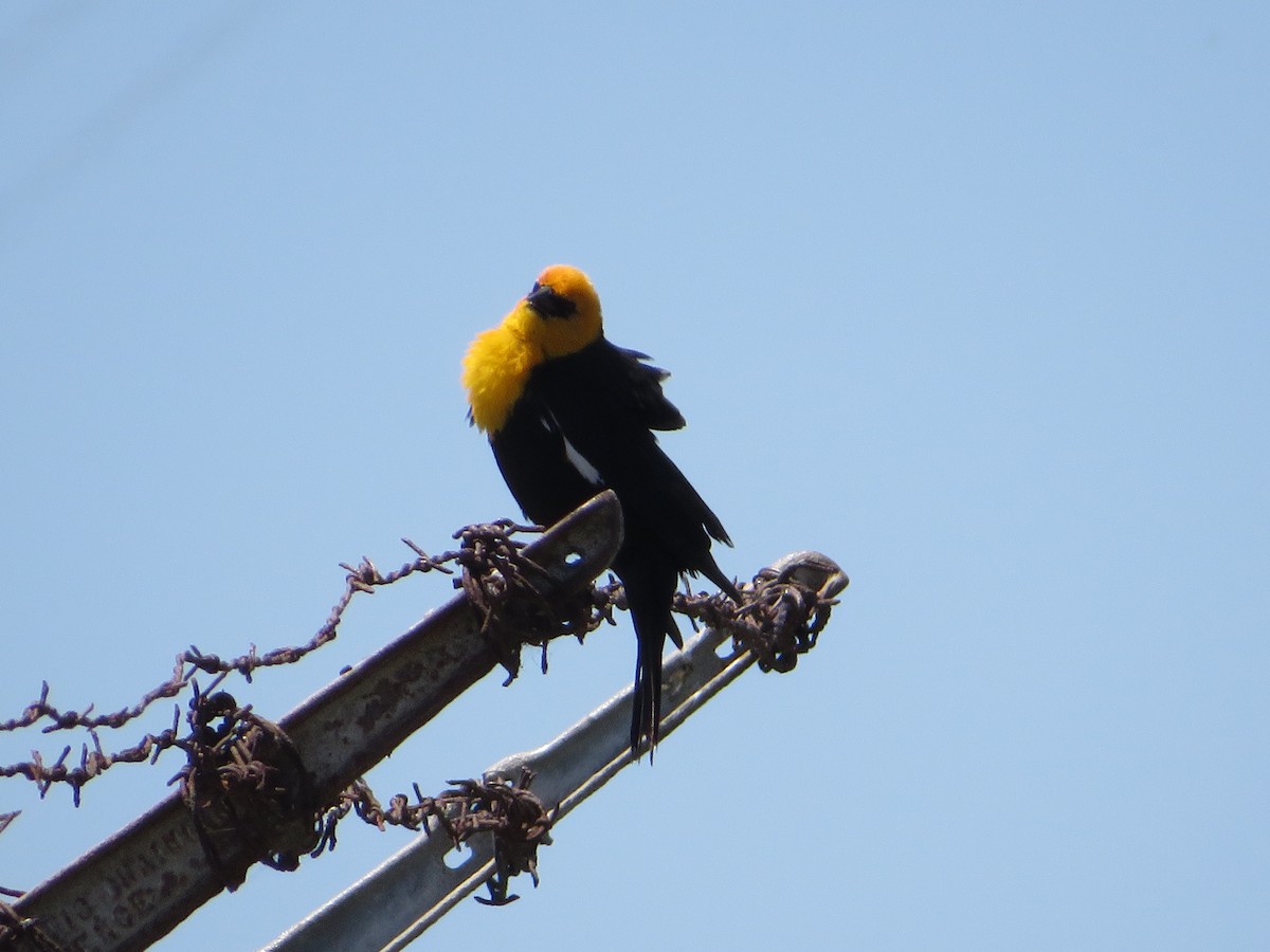 Yellow-headed Blackbird - ML618692728