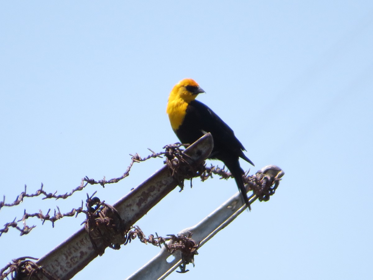 Yellow-headed Blackbird - ML618692729