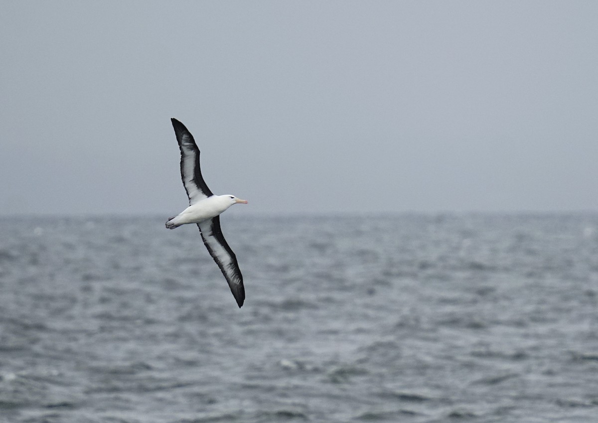 Kara Kaşlı Albatros - ML618692737