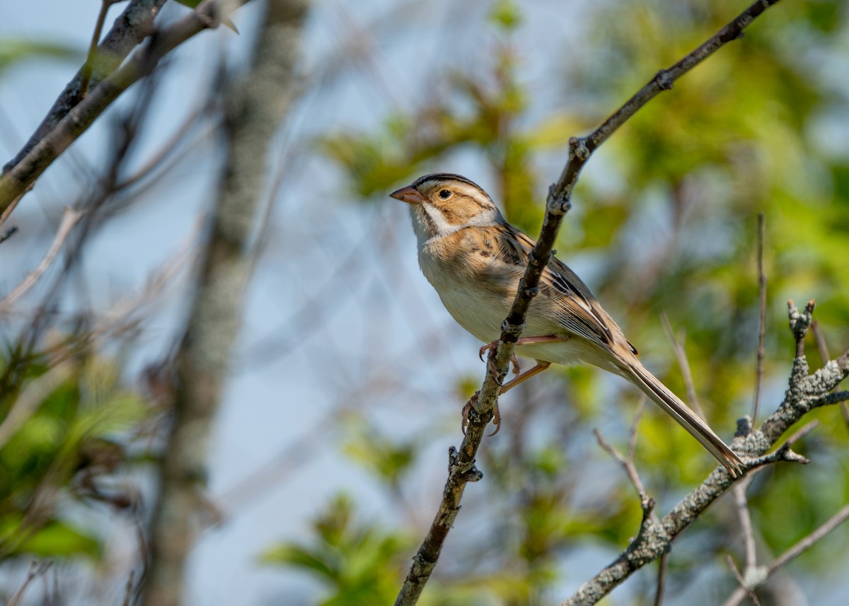 Clay-colored Sparrow - ML618692746