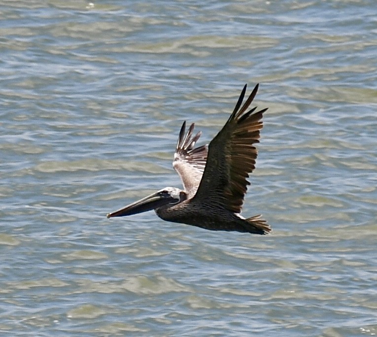 pelikán hnědý - ML618692752