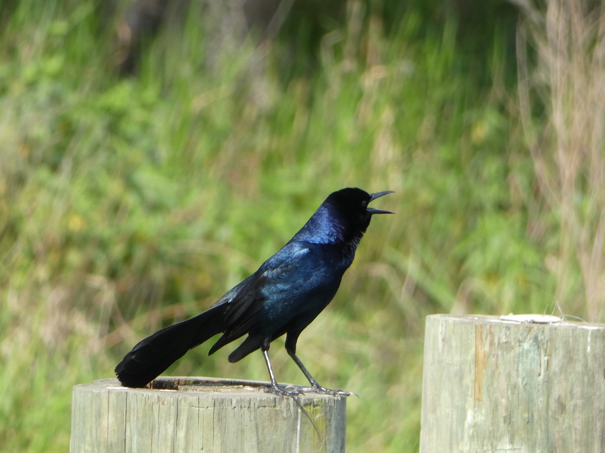 Boat-tailed Grackle - ML618692756