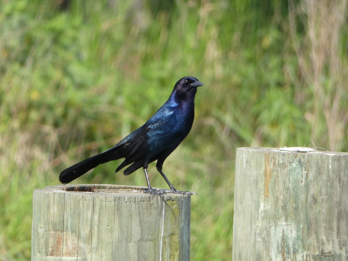Boat-tailed Grackle - ML618692757