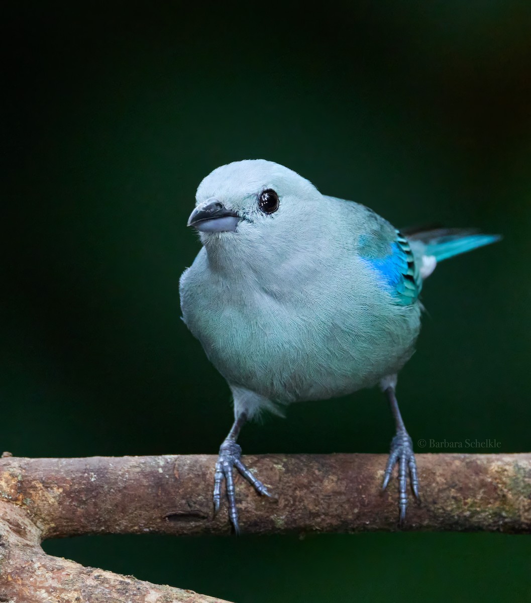 Blue-gray Tanager - ML618692758