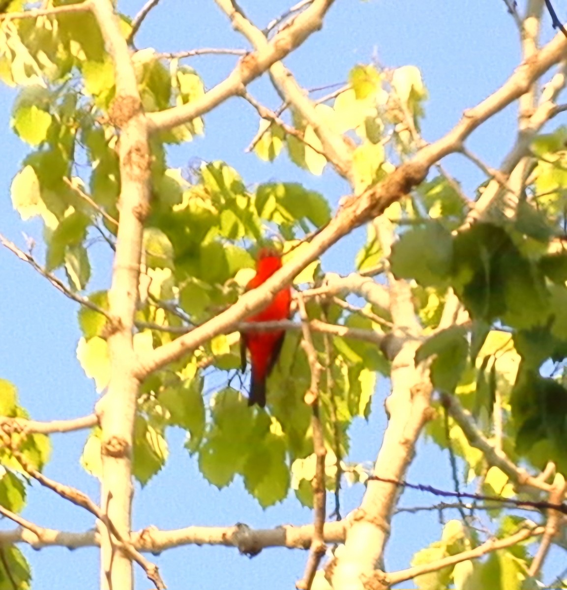 Scarlet Tanager - ML618692799
