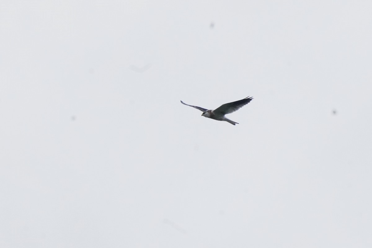 White-tailed Kite - ML618692802