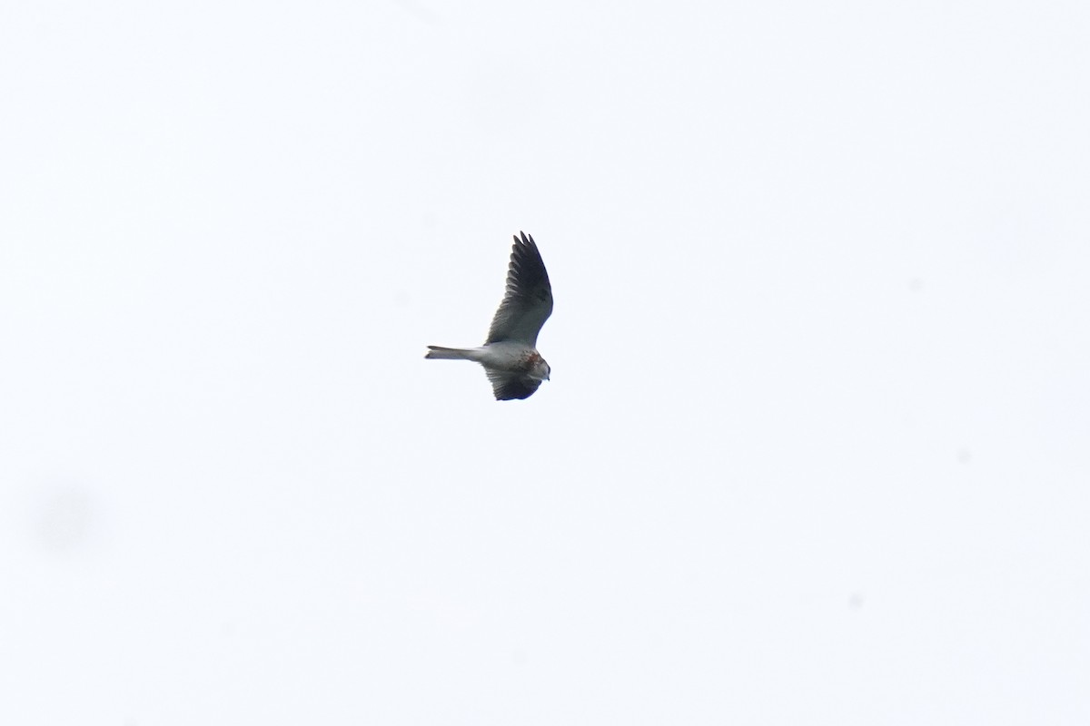 White-tailed Kite - ML618692803