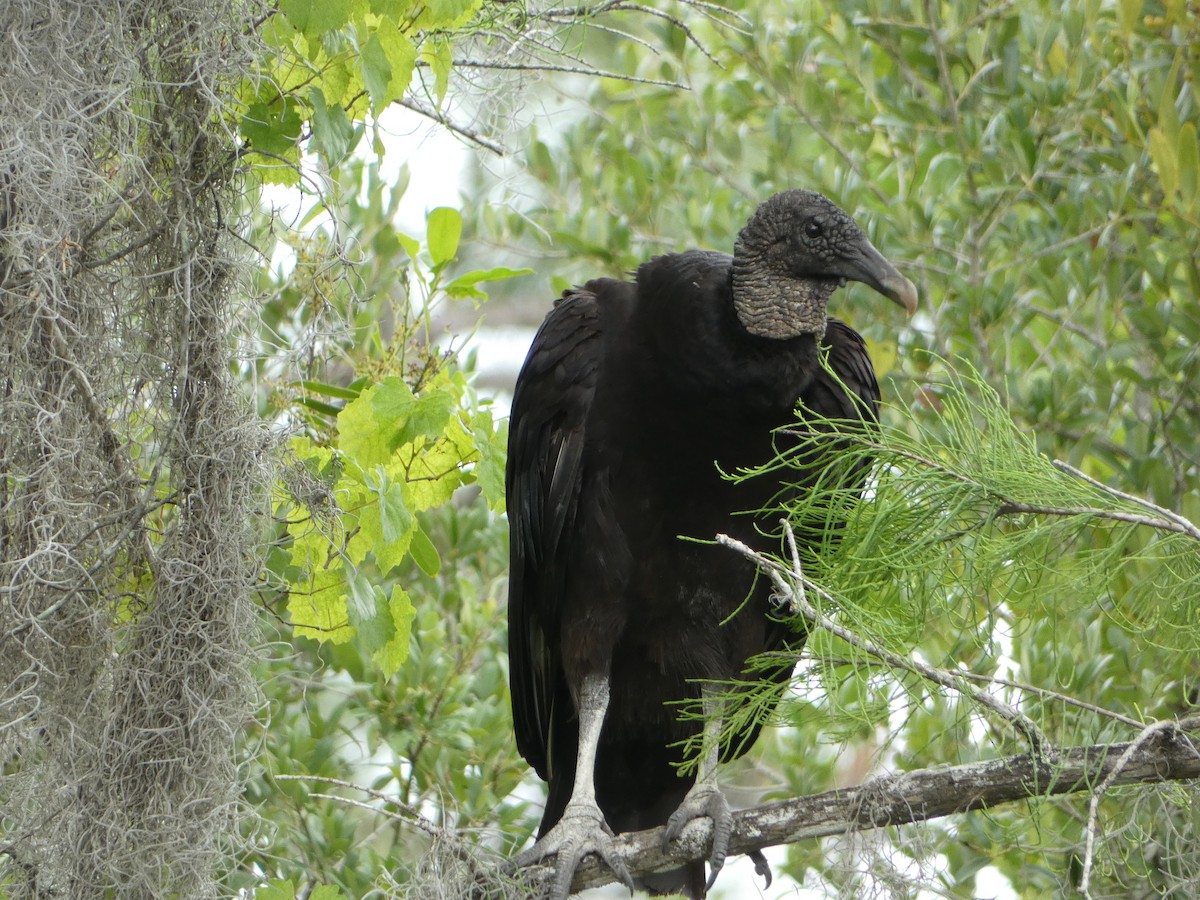 Black Vulture - ML618692817