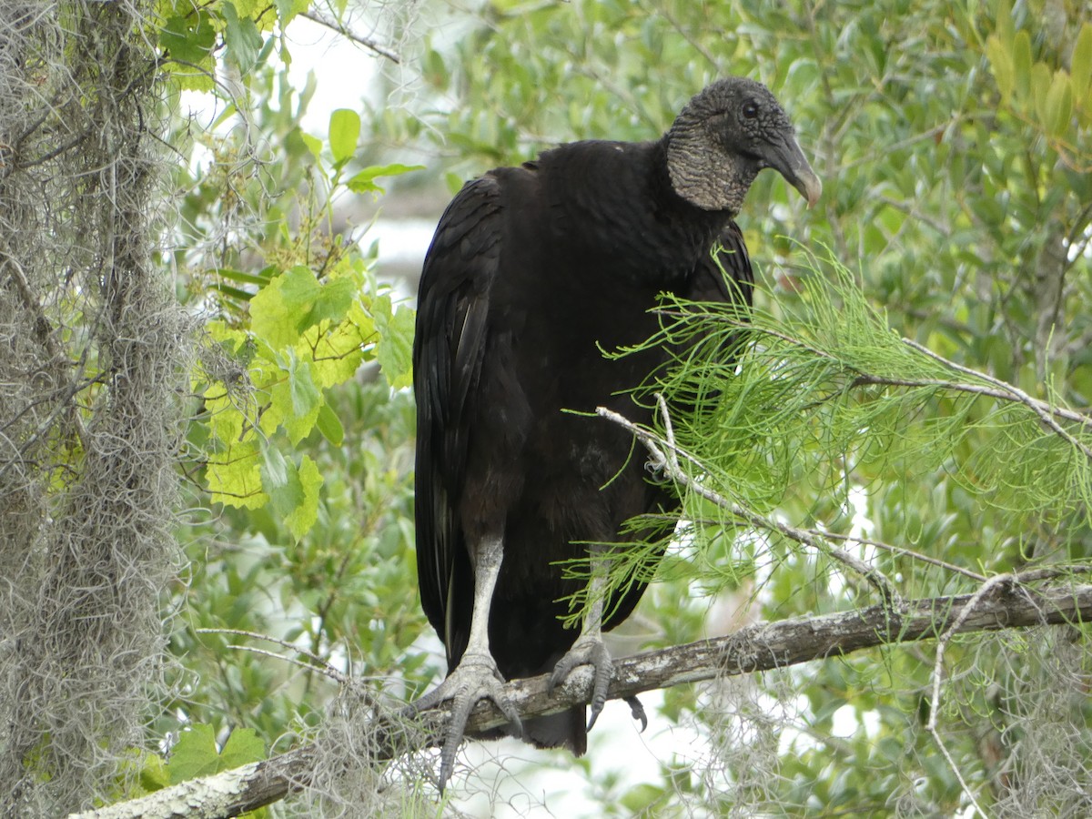 Black Vulture - ML618692819