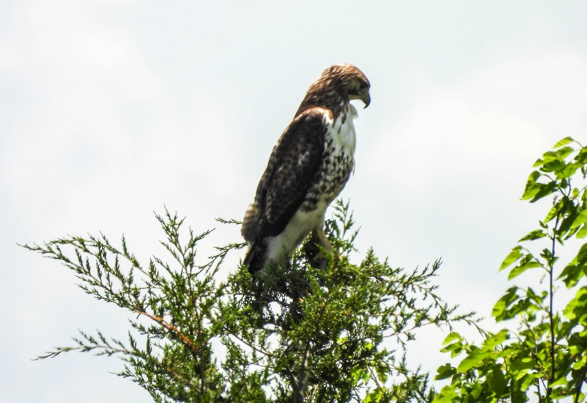 Red-tailed Hawk - ML618692827