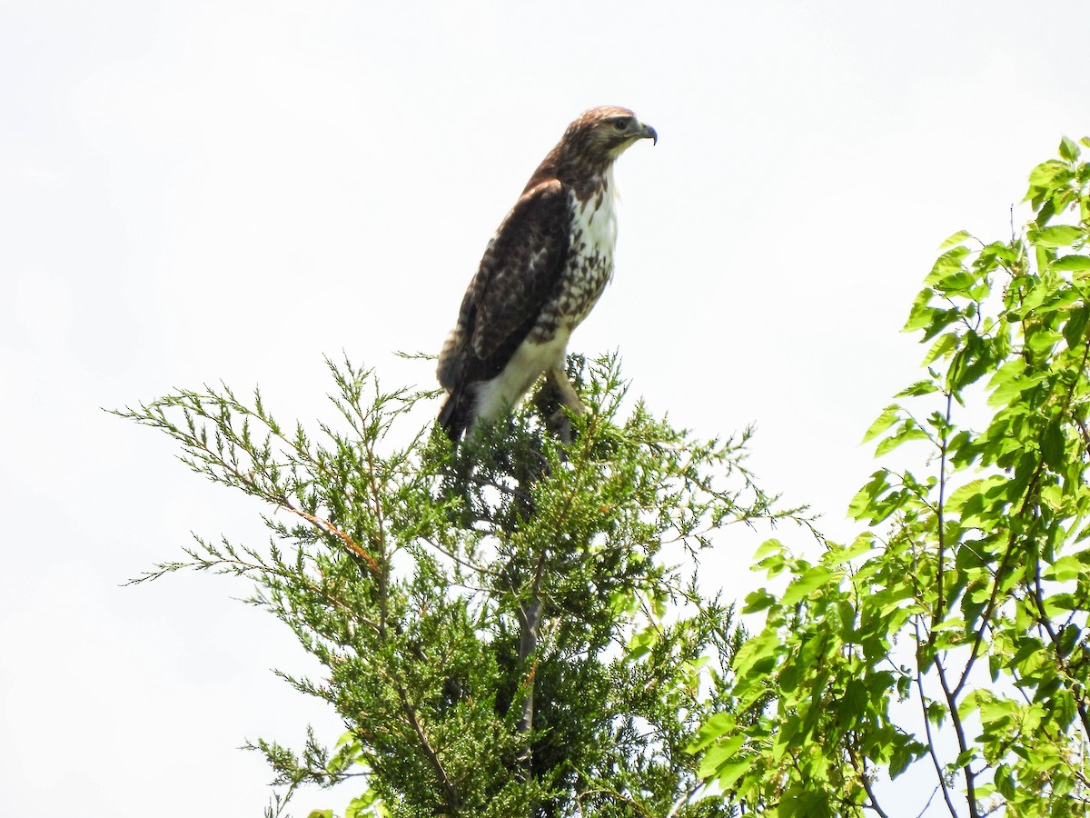 Red-tailed Hawk - ML618692828