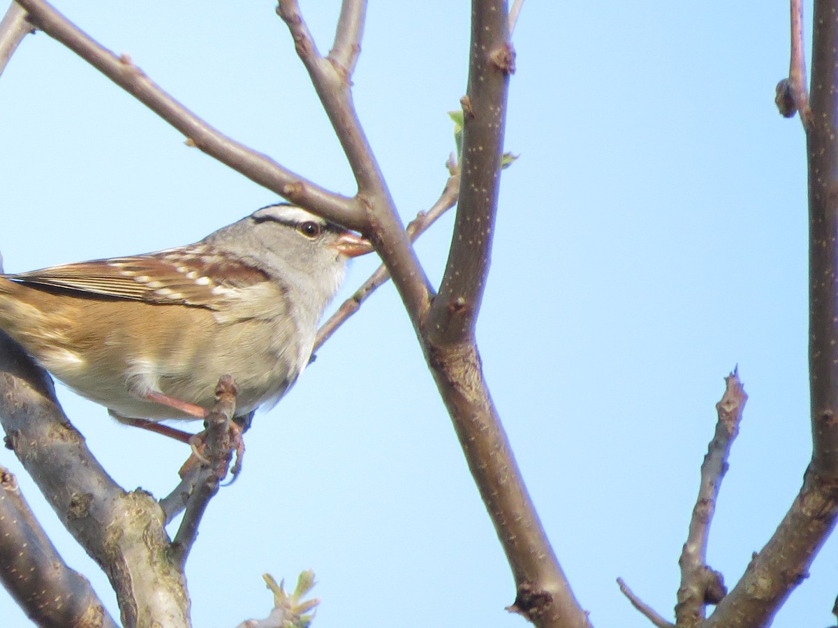 White-crowned Sparrow - ML618692859