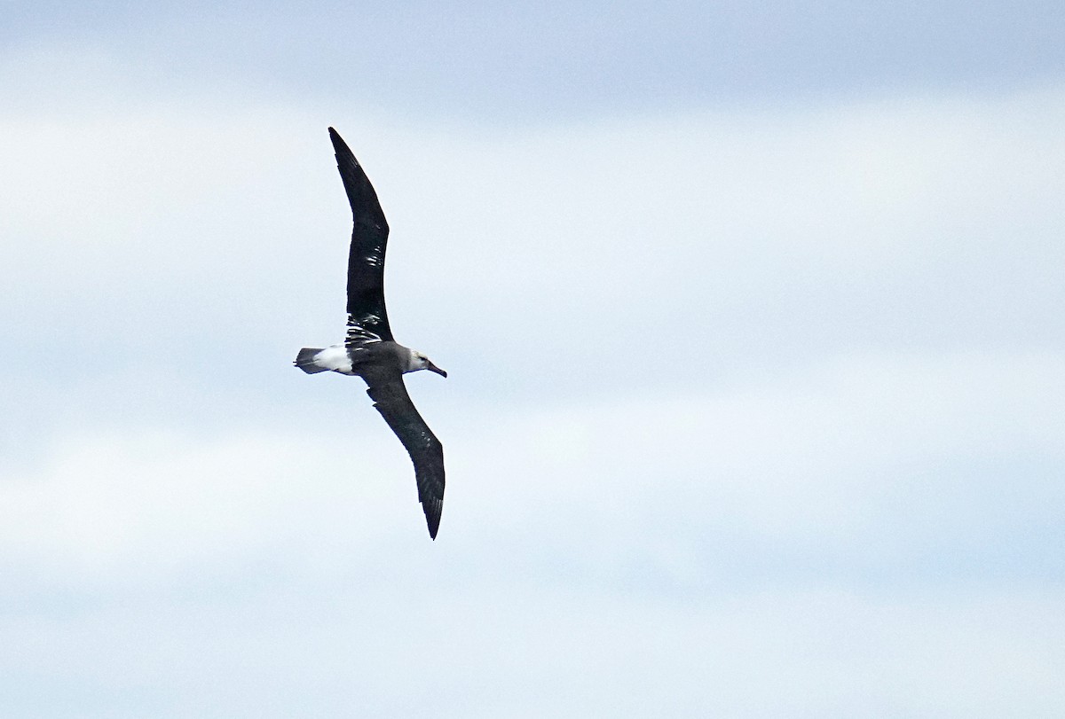 Albatros à sourcils noirs - ML618692912