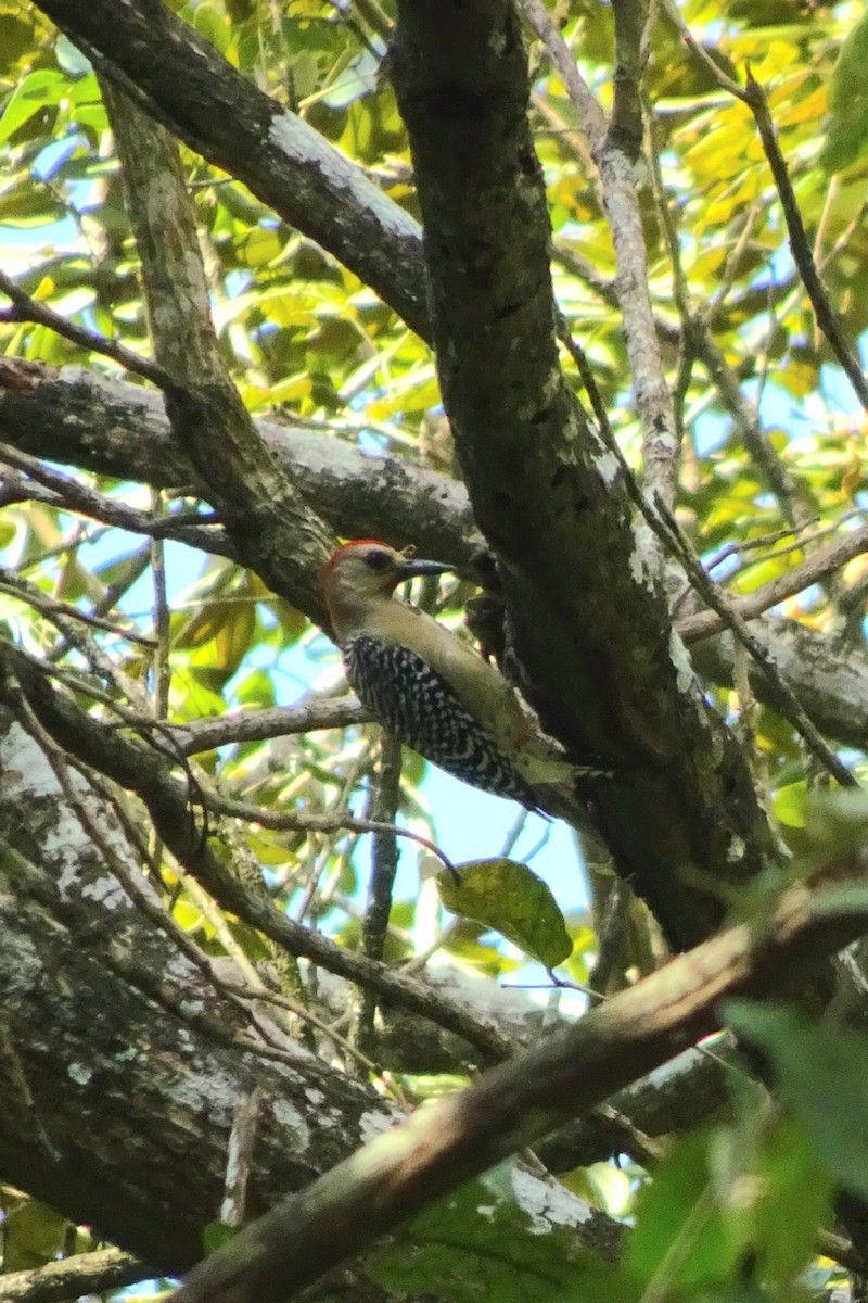 Red-crowned Woodpecker - ML618692913