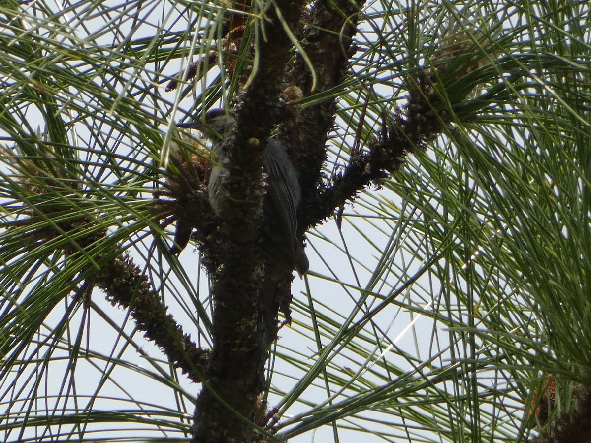 Brown-headed Nuthatch - ML618692918