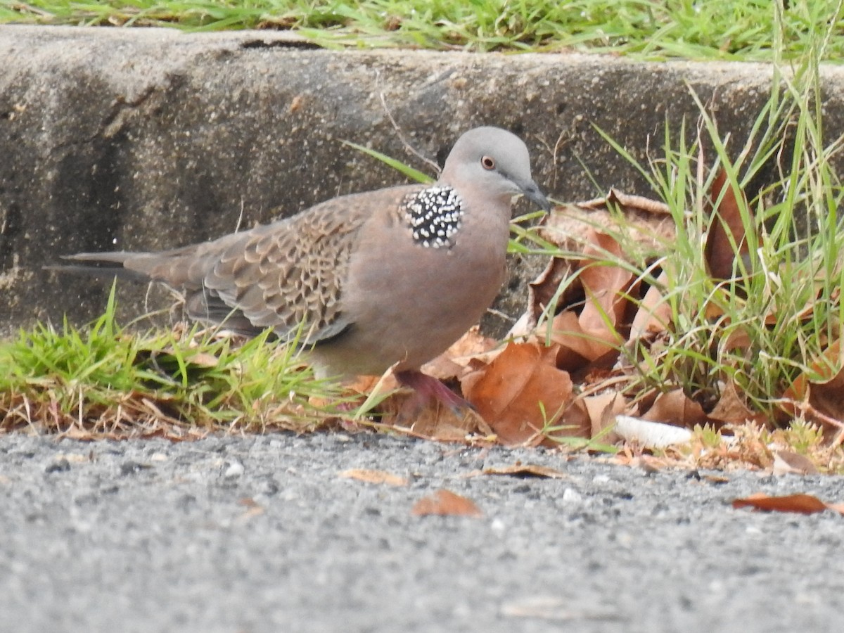 Spotted Dove - ML618692922