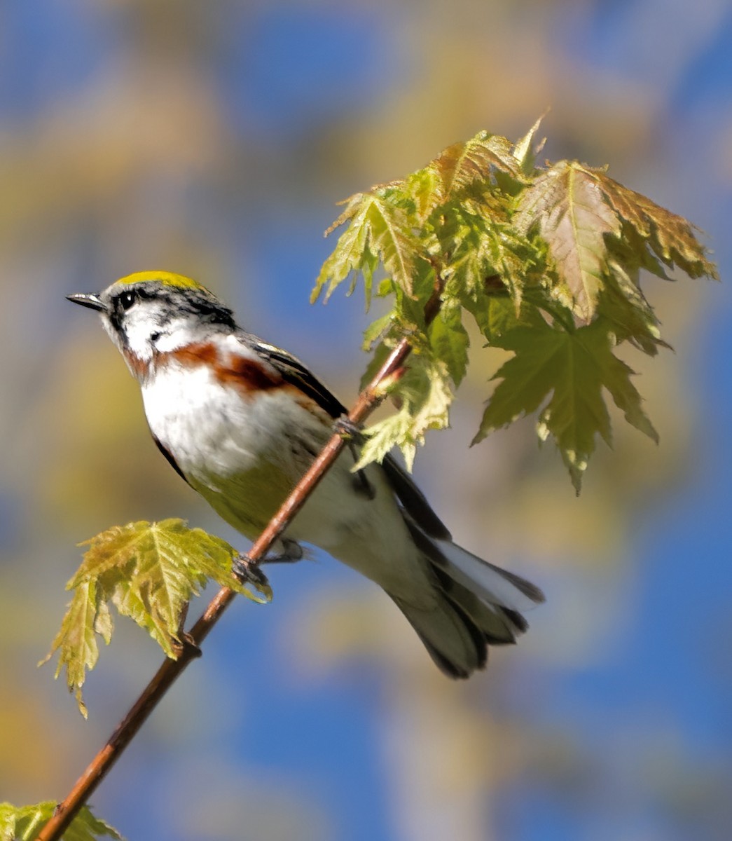 Chestnut-sided Warbler - jason from Ontario