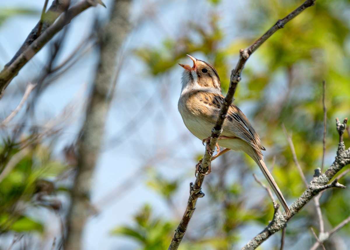 Clay-colored Sparrow - ML618692950