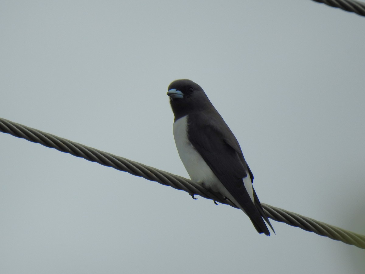 White-breasted Woodswallow - ML618692955