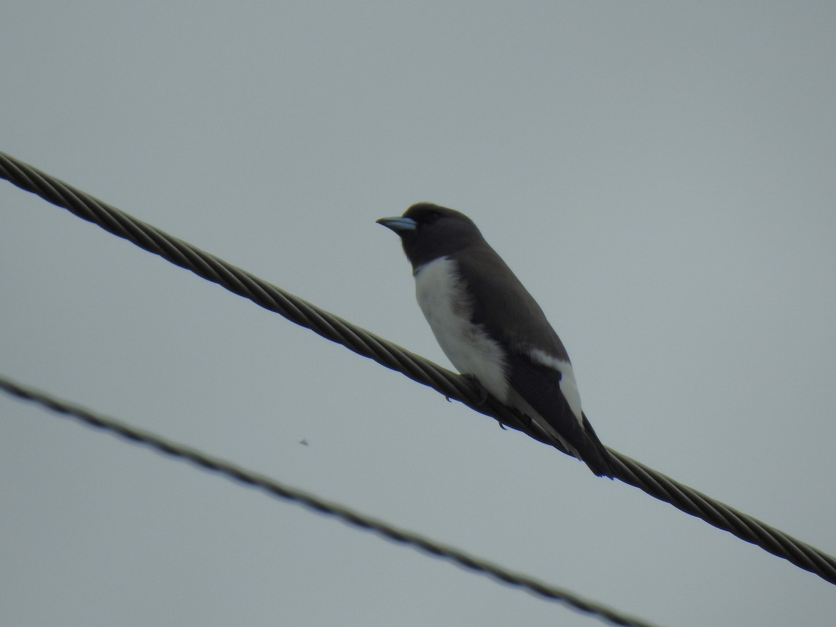 White-breasted Woodswallow - ML618692962