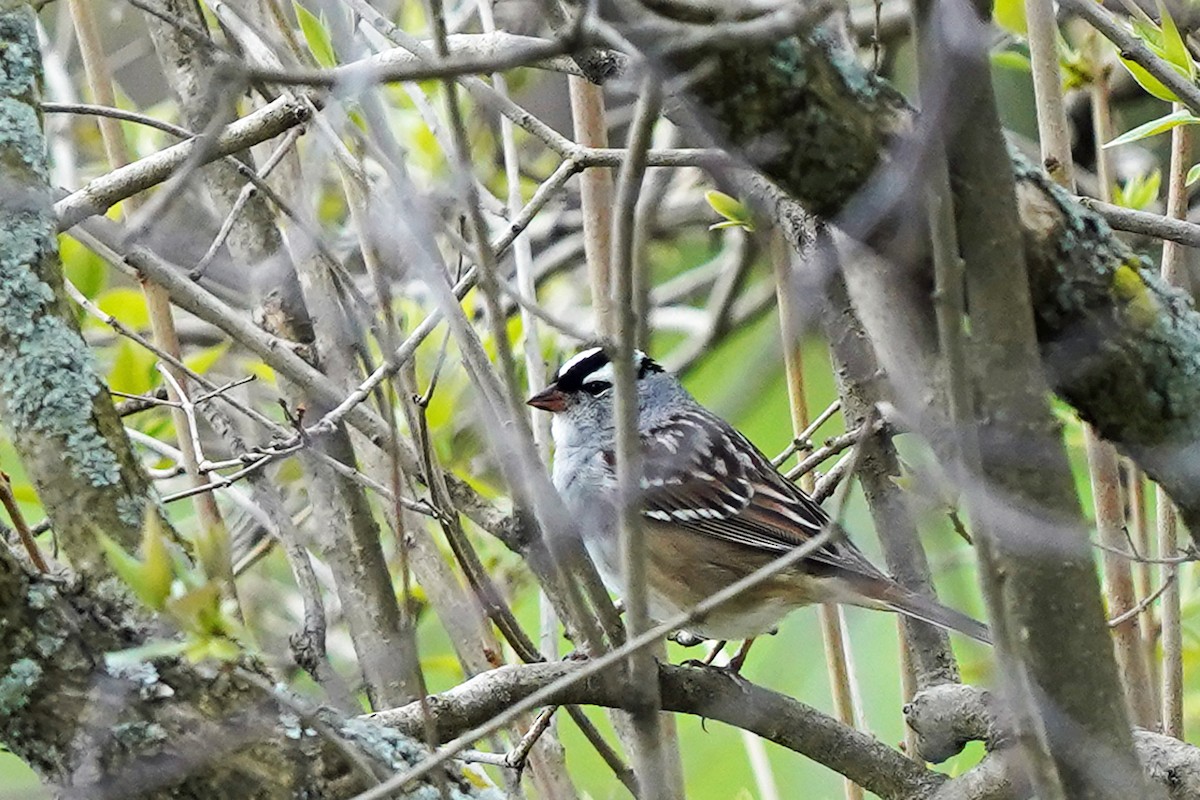 White-crowned Sparrow - ML618692984