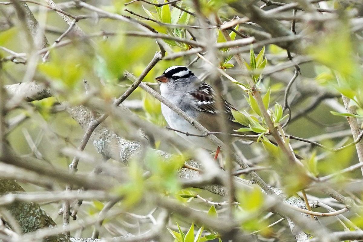 White-crowned Sparrow - ML618692985