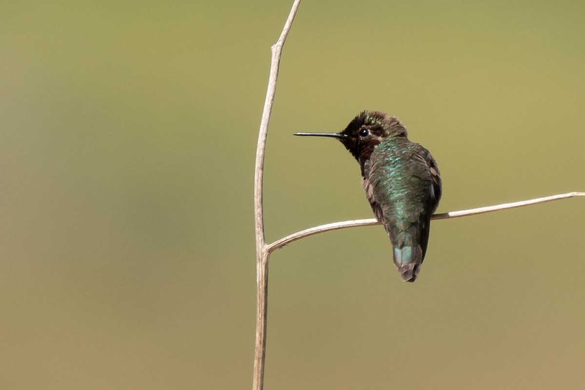 Anna's Hummingbird - ML618693008