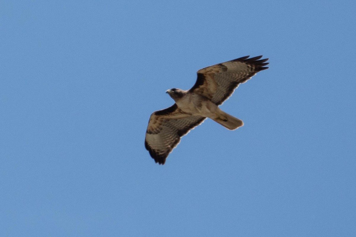 Red-tailed Hawk - ML618693021
