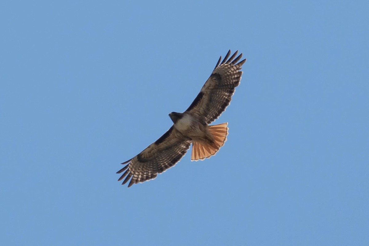 Red-tailed Hawk - Thomas Van Huss