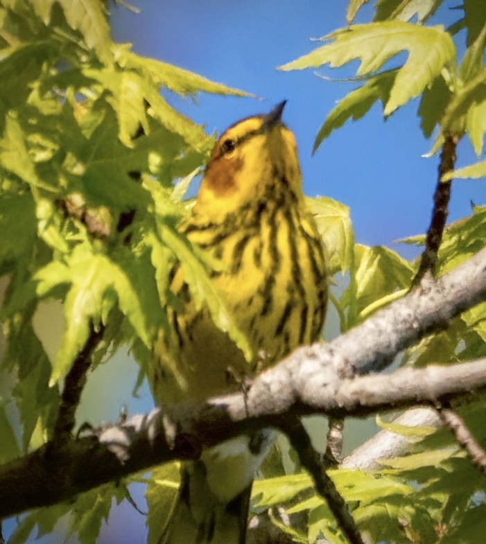Cape May Warbler - ML618693036