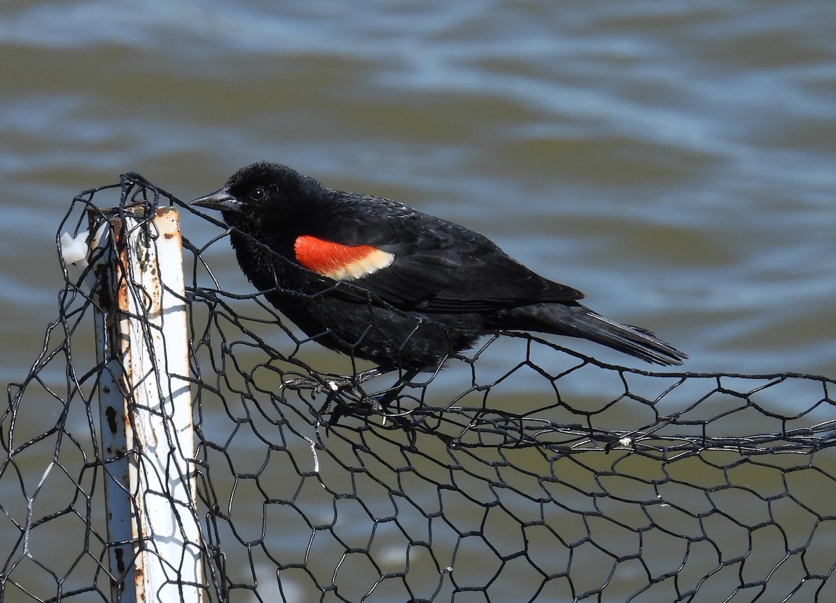 Red-winged Blackbird - ML618693064