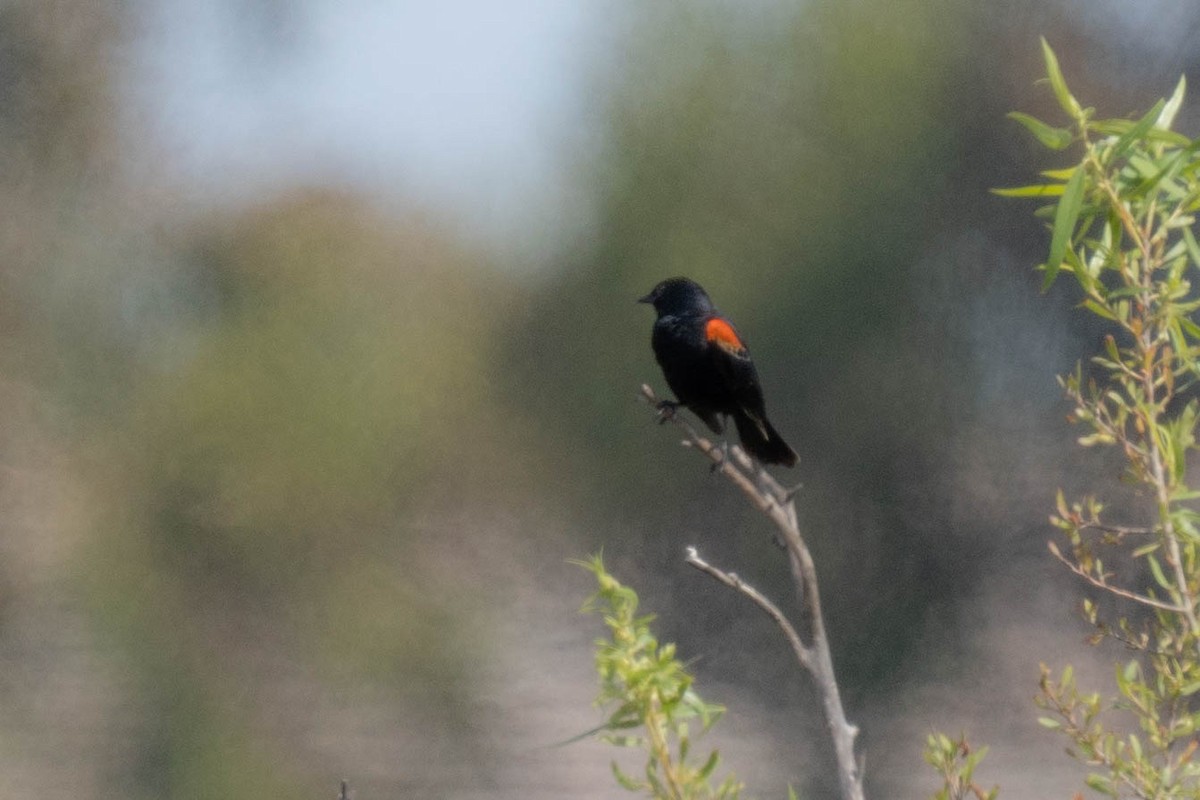 Red-winged Blackbird - ML618693065